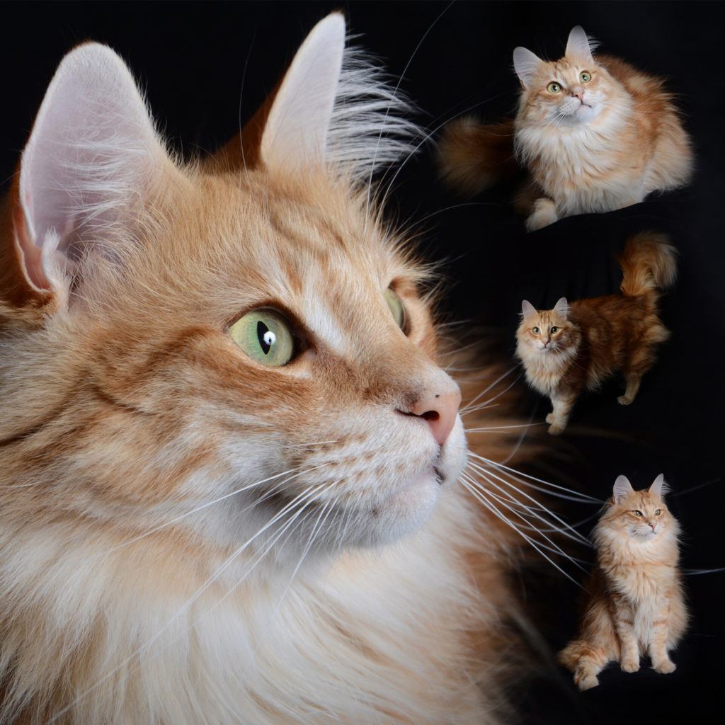 Katze1